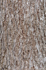 Detail of the bark of the cedar trunk. Cedrus. Pinar de Las Lomas, León, Spain.