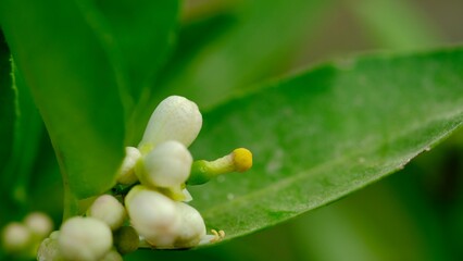 Lemon flowers that are about to become a lemon.