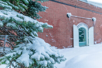 雪の降り積もった冬の朝　モミの木と赤煉瓦の壁