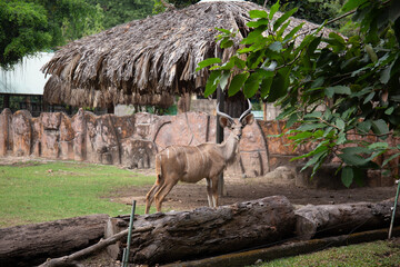 gazelle in the zoo looking straight to camera 