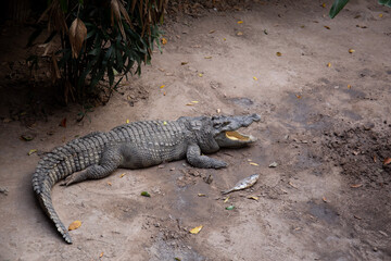 Obraz premium Crocodile in the zoo.Ho Chi Minh city Vietnam 