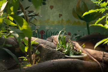 Leguan closeup in a zoo in Ho Chi Minh City
