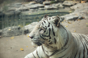 Close up shot of white tiger in the zoo. 