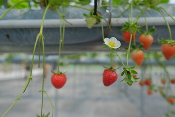Close up of flowers and strawberries in the photo frame