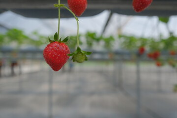 Strawberry fruit close up in the photo frame
