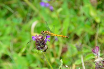 夏の高原にて花を咲かせるウツボグサにトンボがとまる