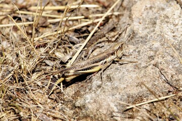 Inland Macrotona (Macrotona securiformis) South Australia