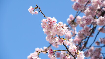 cherry blossom