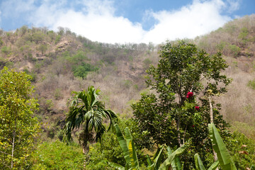 Tropical trees on top of the mountain.