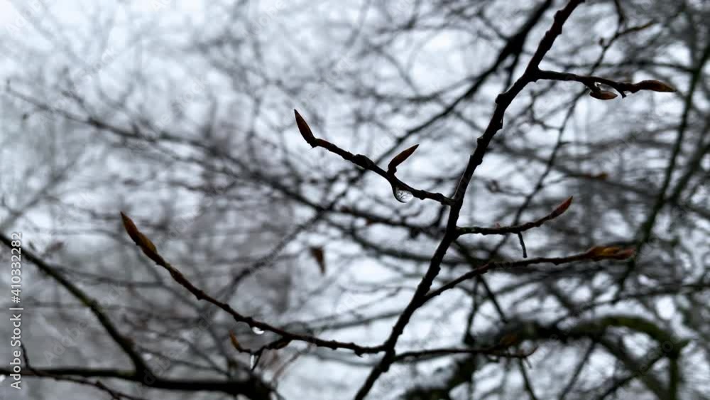 Poster slowly moving dark wet branches with on the background high trees on a cloudy day in górowo iławecki