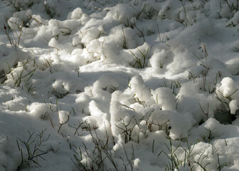 cold weather, perfect snow conditions, small bog pines under the snow, winter wonderland in the bog, powdery snow covers the bog plants