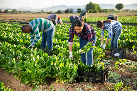 Latino woman collects crop of chard along with other workers on farm field