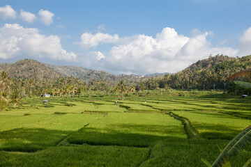 Mountain landscape, nature of Bali island. Mountains and rice fields on a sunny morning.