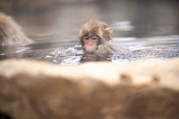 Obraz premium 長野県山ノ内町 地獄谷野猿公苑の温泉に入るニホンザル
