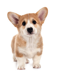 young Pembroke Welsh Corgi