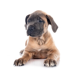 puppy cane corso