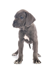 puppy cane corso