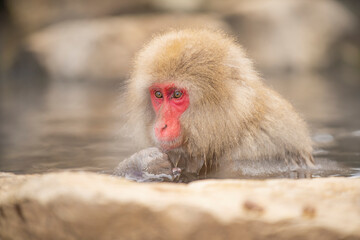 長野県山ノ内町　地獄谷野猿公苑の温泉に入るニホンザル
