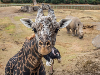 マサイキリン - カメラ目線 © 晃一 角田