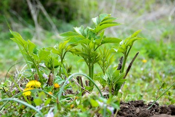 初夏の緑の葉が伸びてきたウド
