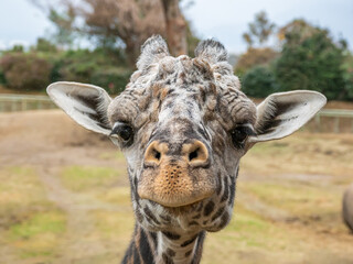 マサイキリン - カメラ目線 © 晃一 角田