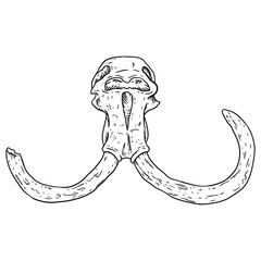 Mammoth fossilized skull with tusks hand drawn sketch image. Animal bones fossil image drawing. Vector stock outline silhouette