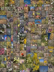 135 species of wild blooming Southern California indigenous plants. Photographed  during calendar year 2020.