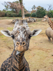 マサイキリン - カメラ目線 © 晃一 角田