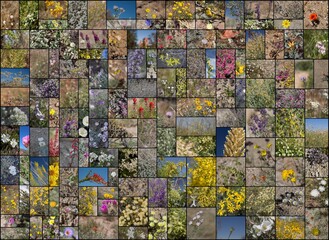 135 species of wild blooming Southern California indigenous plants. Photographed  during calendar year 2020.