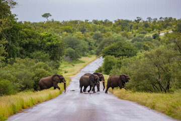 Naklejka na ściany i meble a herd of African elephants crossing the road