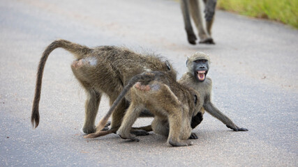Playful chacma baboons