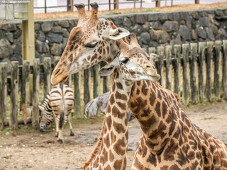 マサイキリン - 仲良し © 晃一 角田