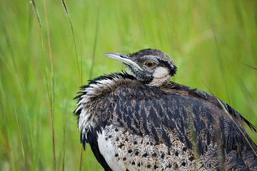 Black-bellied bastard