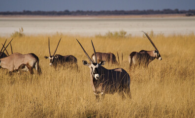 Oryx in the savannah of Etosha National Park in Namibia