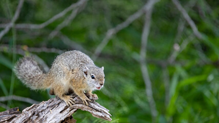African tree squirrel