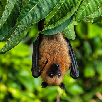 Seychelles fruit bat or flying fox Pteropus seychellensis at La Digue,Seychelles
