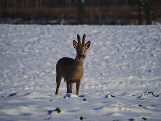 Roe standing on the snow looking around