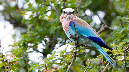 lilac-breasted roller