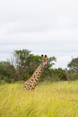 Relaxing giraffe in the wild