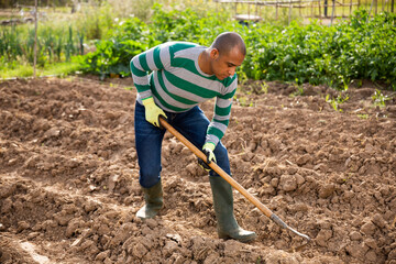 Focused African American working with hoe in kitchen garden, tilling soil before planting vegetables on spring day