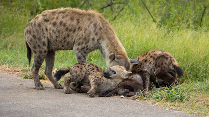 Spotted hyena clan in the wild