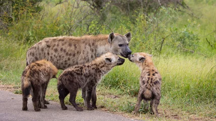 Fotobehang Hyena Spotted hyena clan in the wild  © Jurgens