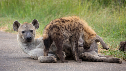 Spotted hyena clan in the wild