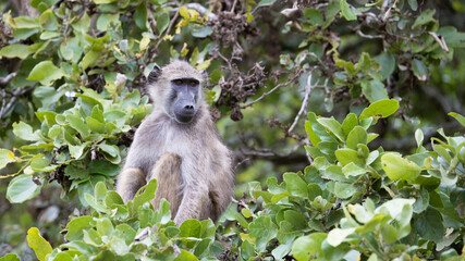 young chacma baboon in a tree