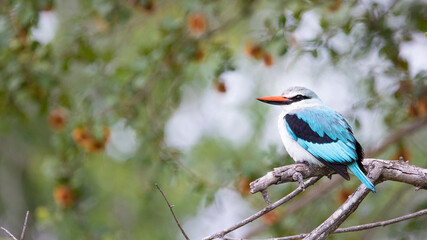 woodlands kingfisher