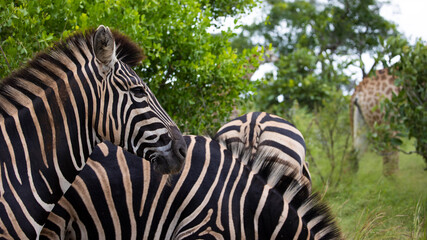 Fototapeta na wymiar Zebra - stripe pattern