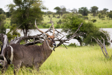 portrait of a mature waterbuck bull