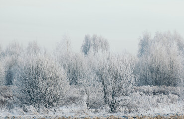 snowy forest, winter nature