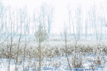 snowy forest, winter nature