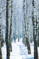 Fototapeta premium snowy forest, winter nature